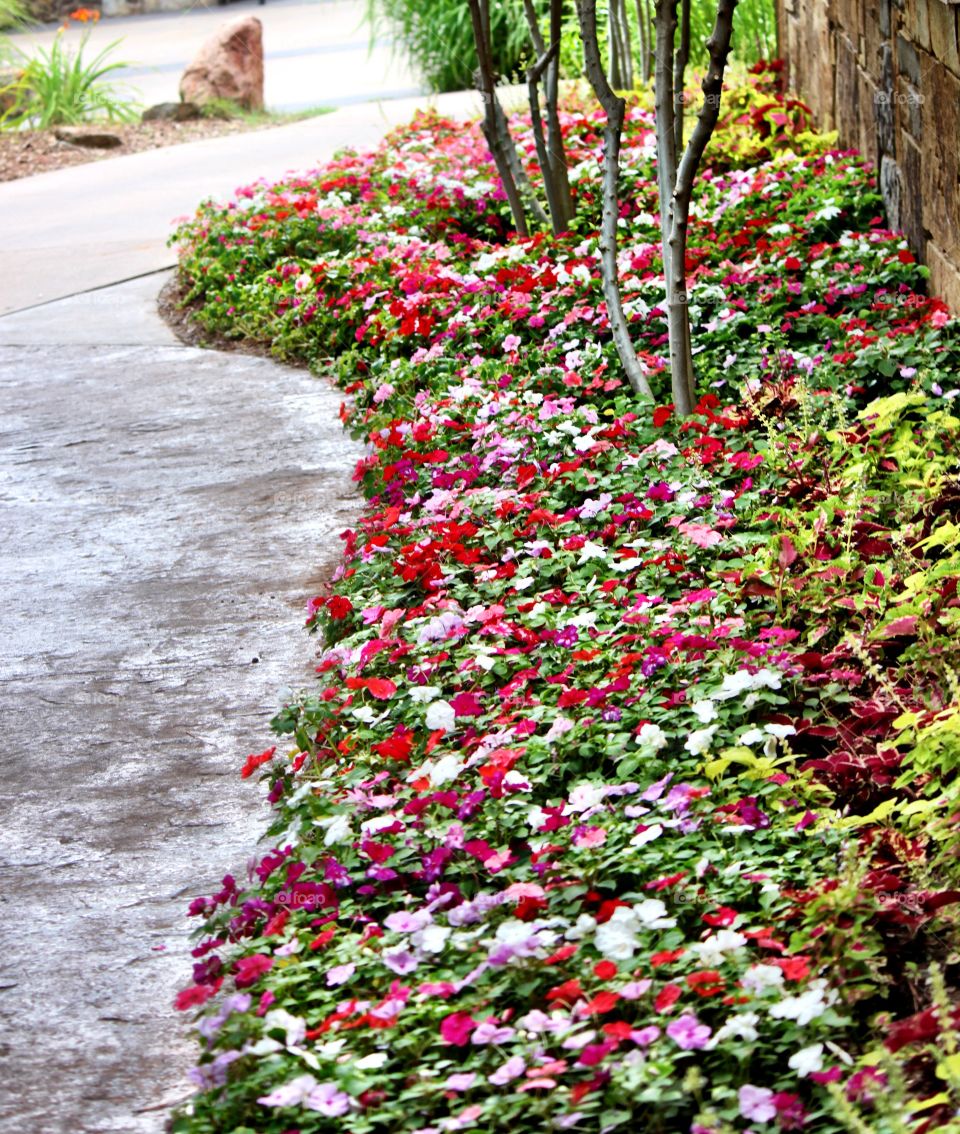 Carpet Bed of Flowers