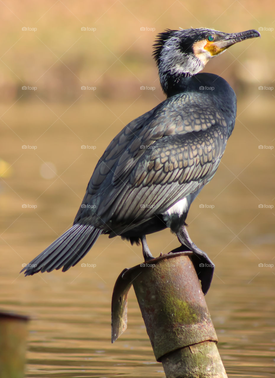 Cormorant bird in a bond