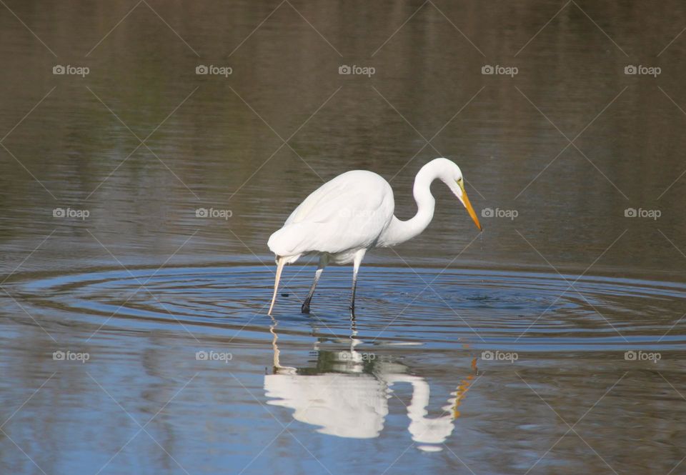 White Heron Hunting for Fish