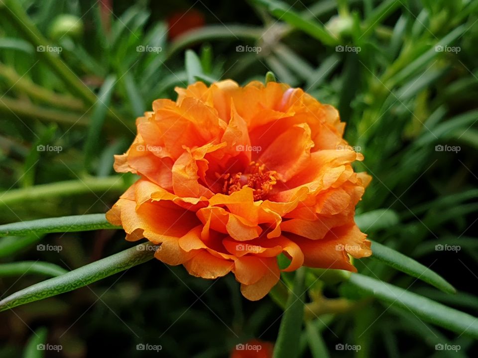 the Portulaca Grandiflora