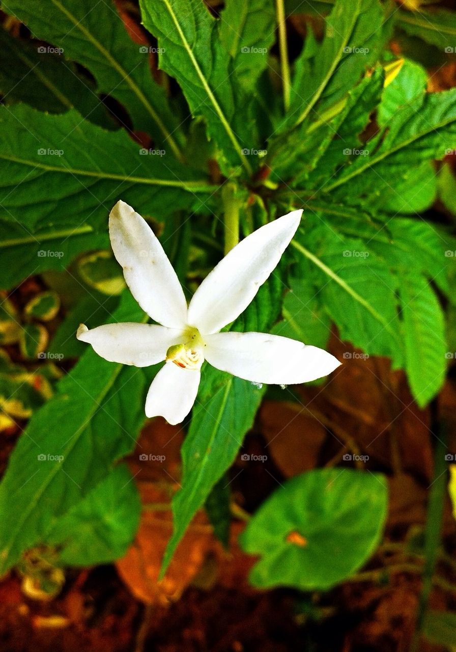 White Flower