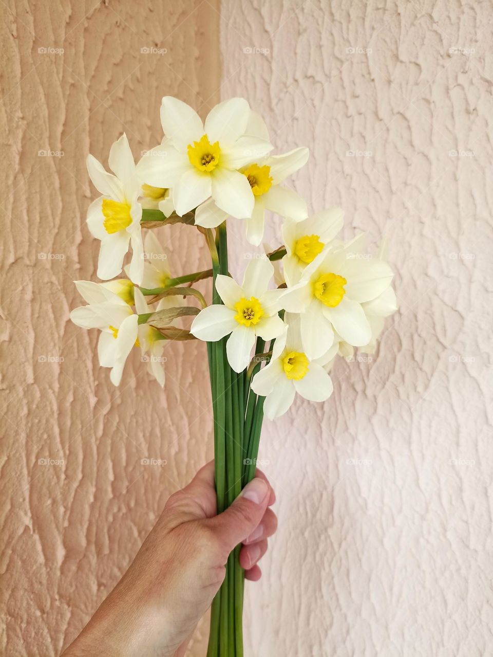 bouquet narcissus flowers in the hand, love spring time
