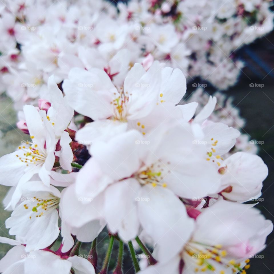 bunga sakura yang sangat indag
