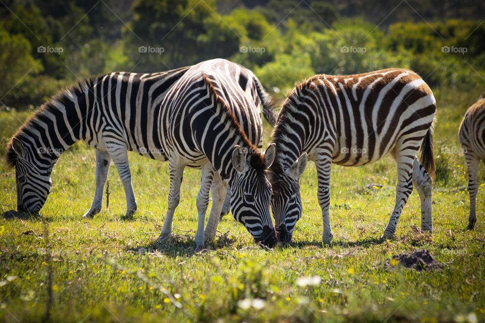 Zebras