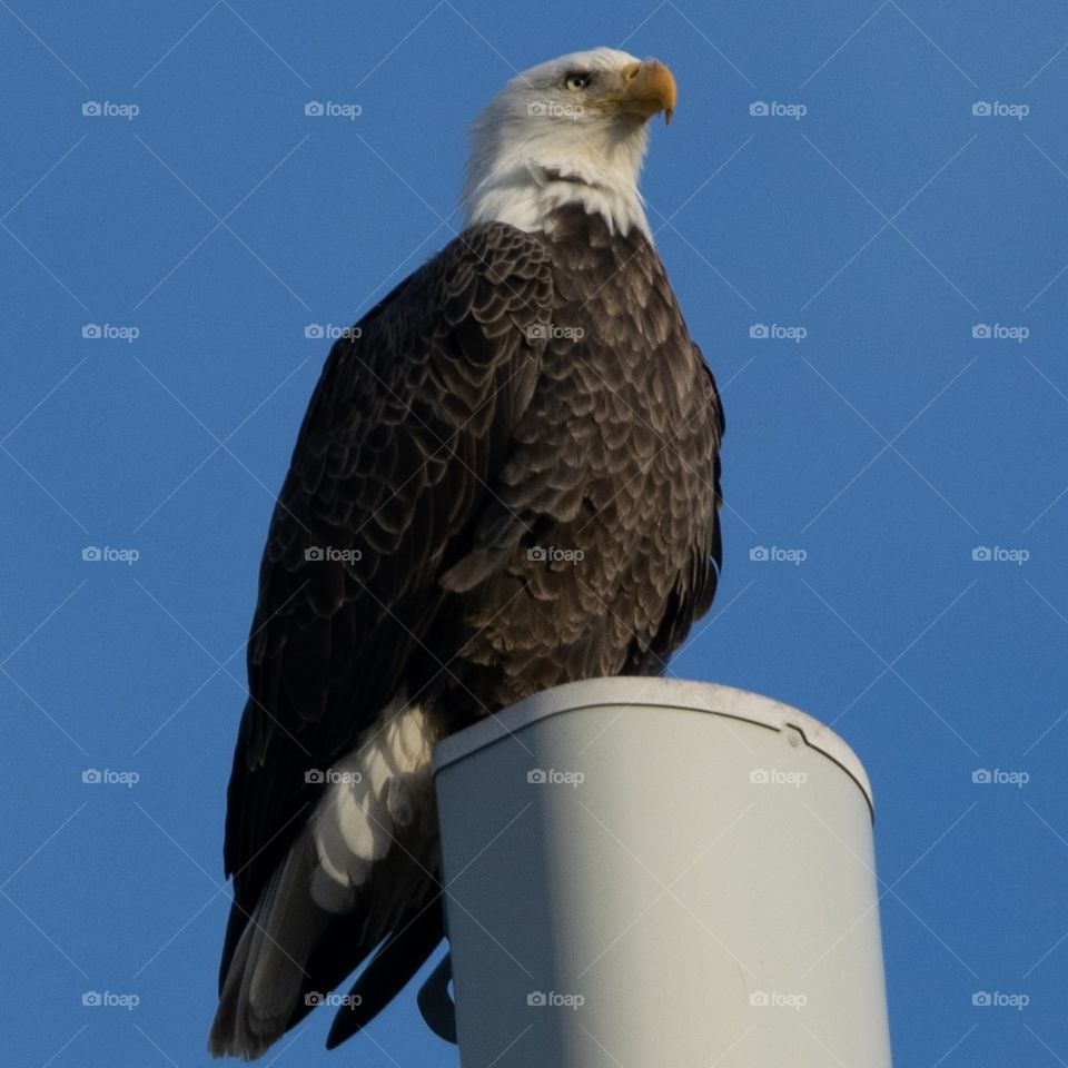 Bald Eagle on a cell phone tower. 