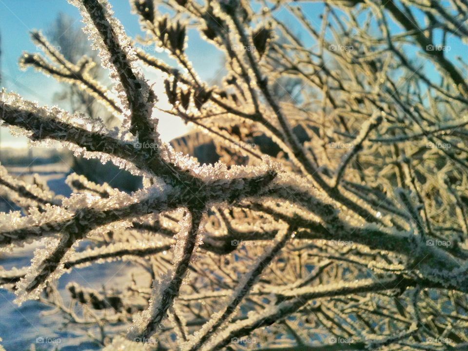 Frozen trees in morning