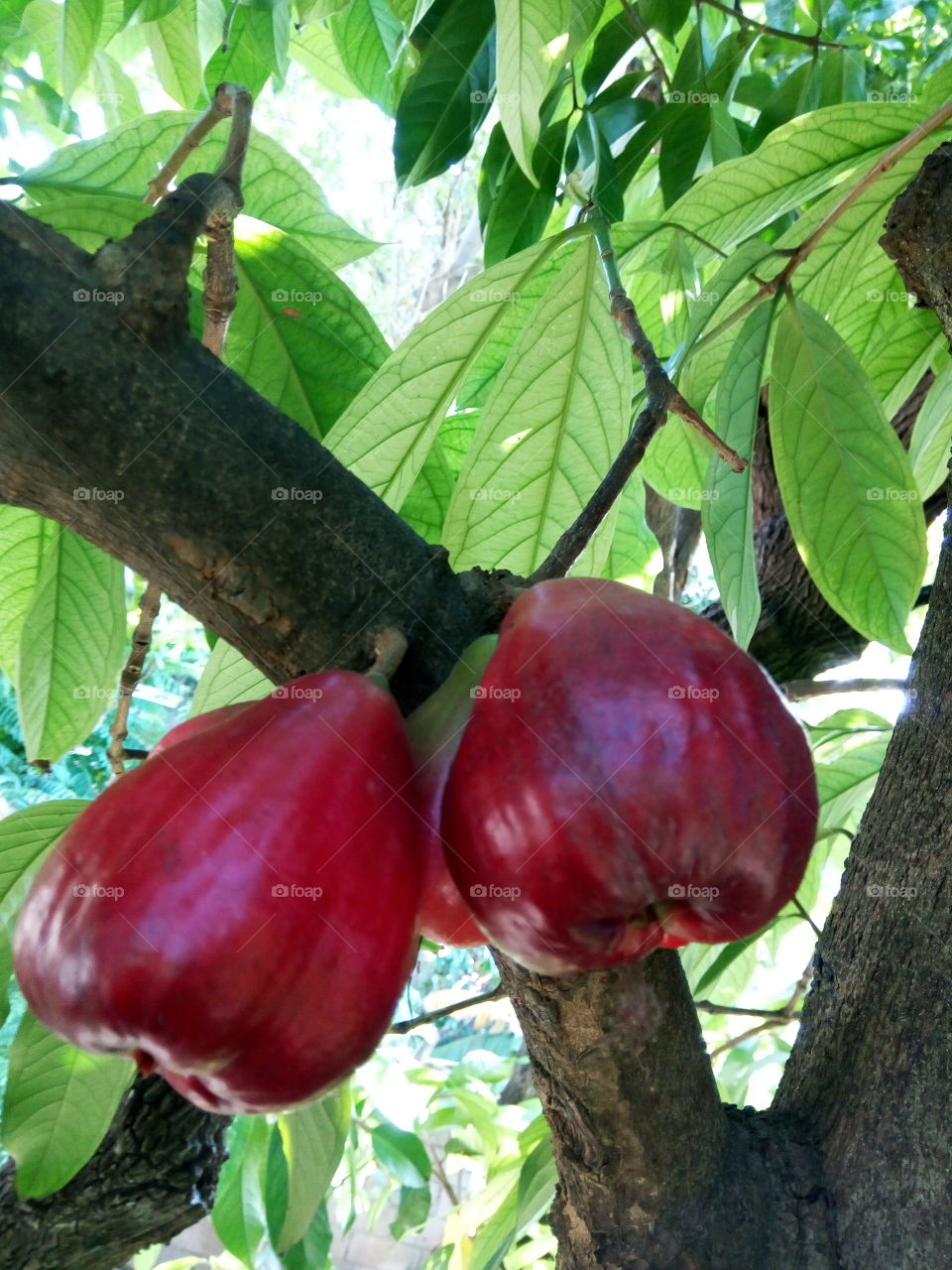 Fruit, Leaf, No Person, Tree, Nature