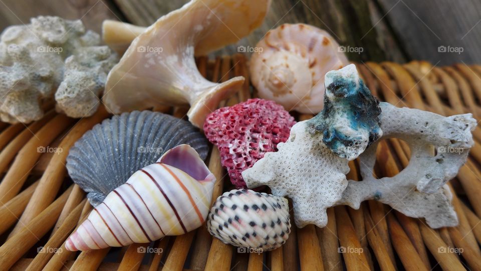 Seashells on basket with coral