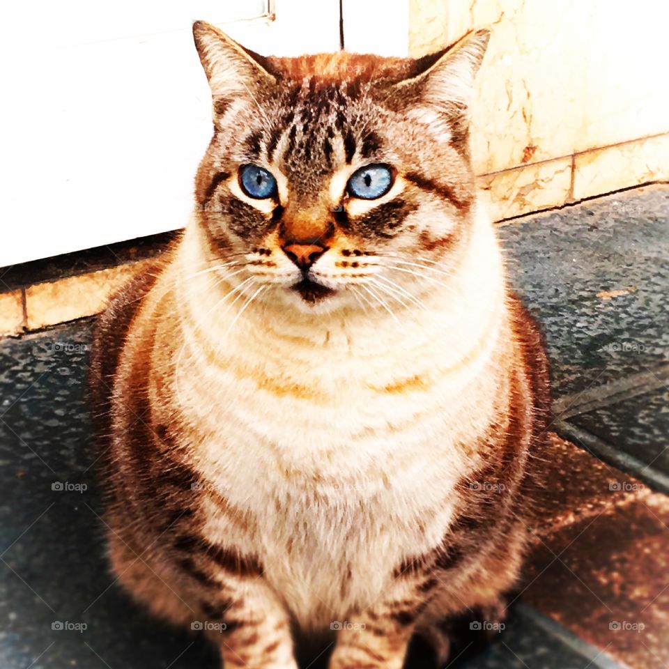 Fat blue eyed cat
