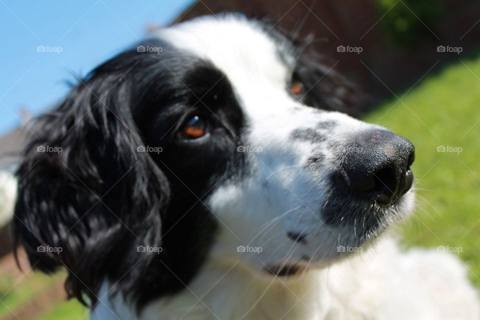 Biscuit the collie cross 