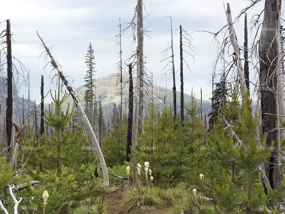 The Pacific Crest Trail near Oregon’s Santiam Pass winds through wild grasses and a forest of dead trees from a major forest fire on a stormy summer day. 