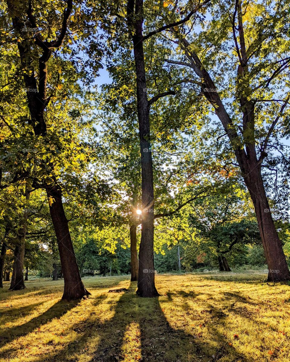 Autumn park