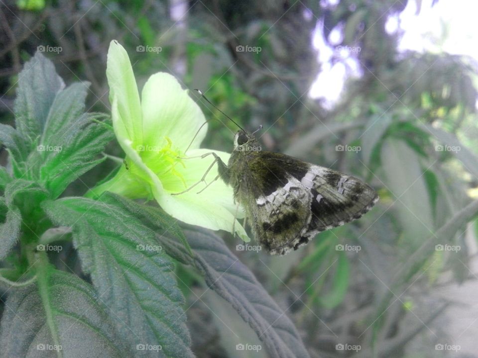 Nature, Outdoors, Leaf, Flora, Environment