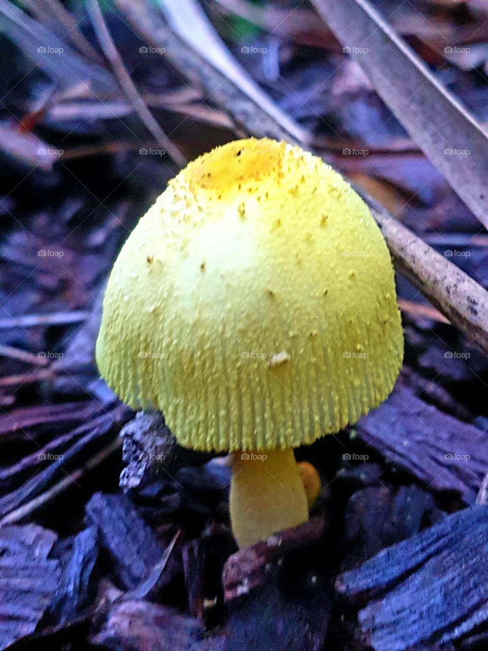 beautiful yellow fungus