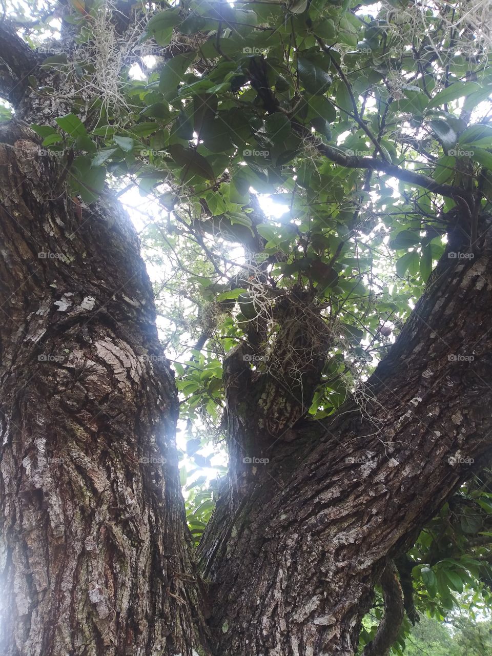 Light through the tree