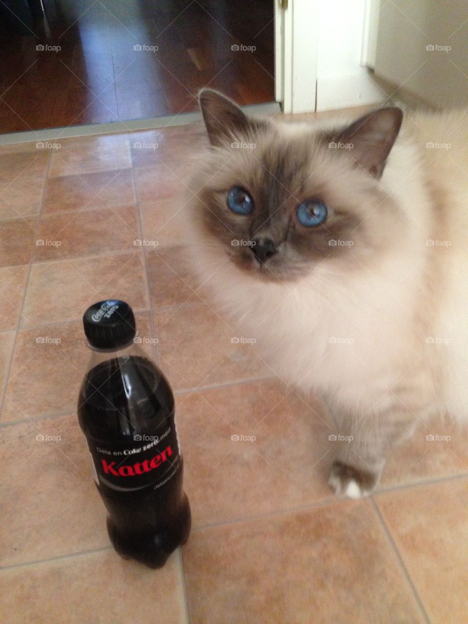 Lilly the Birman with a Coke Zero that says, share a Coke with the cat 