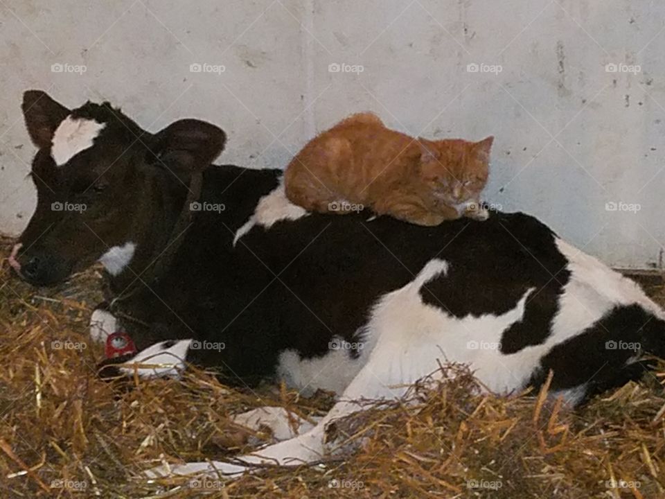 I call this friends come in all shapes and sizes.
A barn kitten getting some warmth from A Holstien calf.