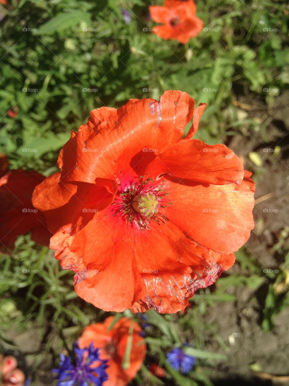 Red poppy