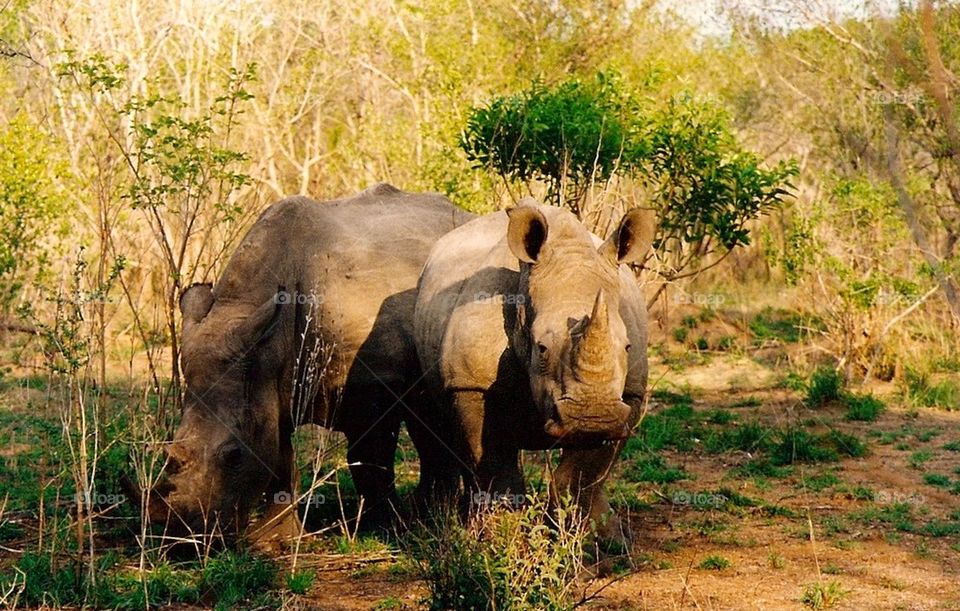 South Africa Safari. Rhinoceros up close and personal. 