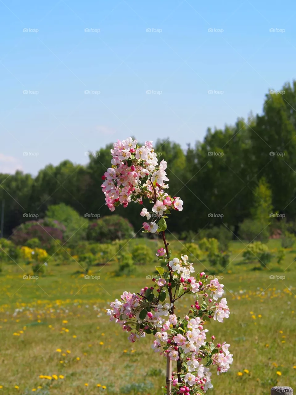 Bloom