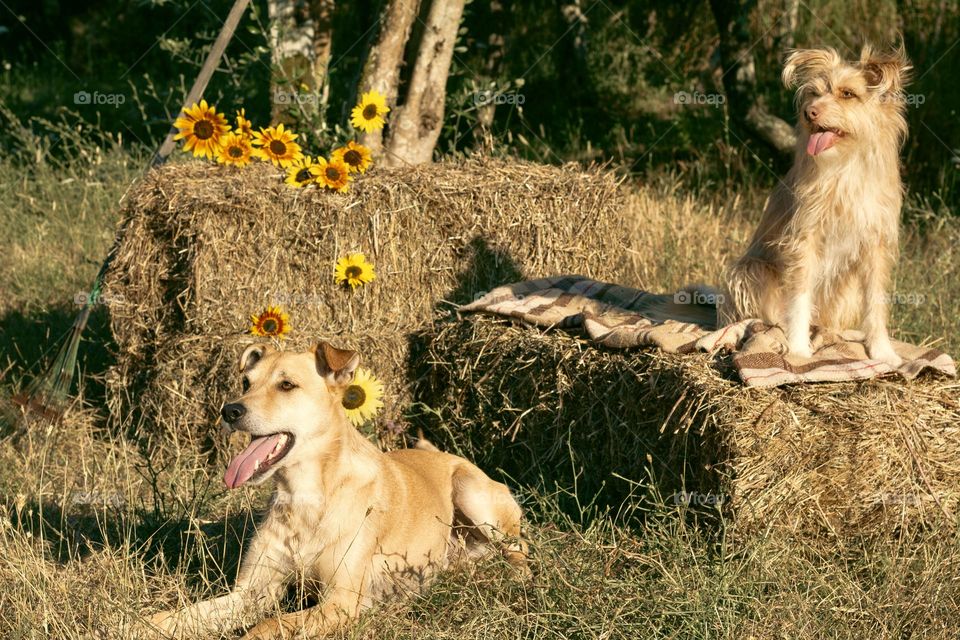 Happy farm dogs and hay bales in the summer sun