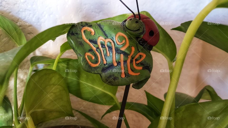 Smile plant decor