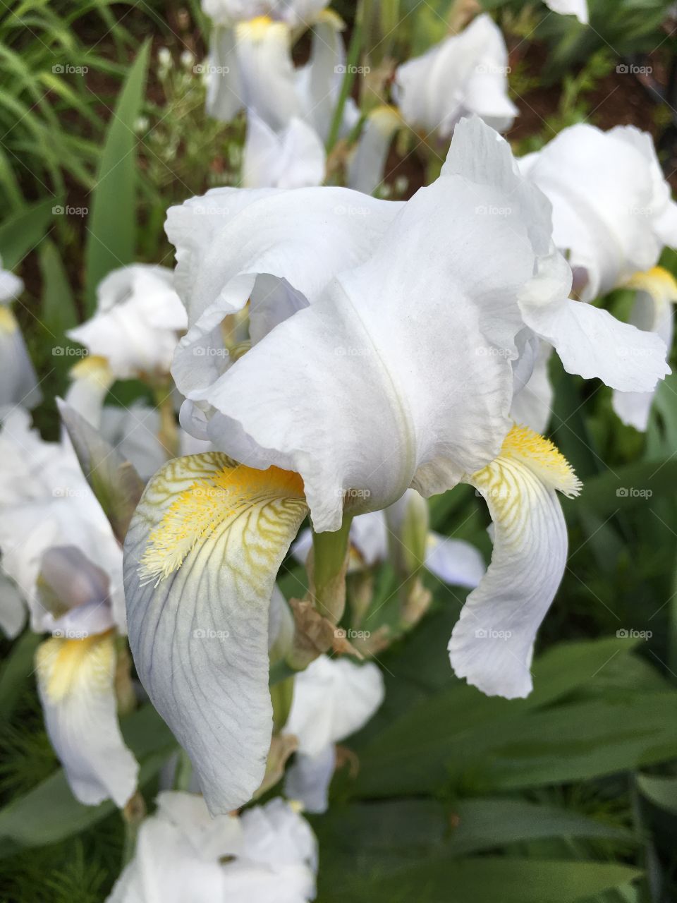 White iris