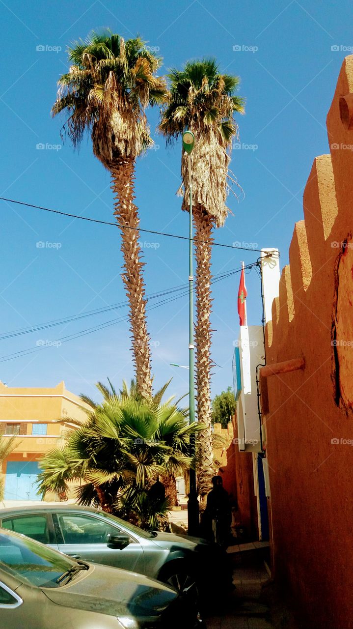 long palm trees in a street...
