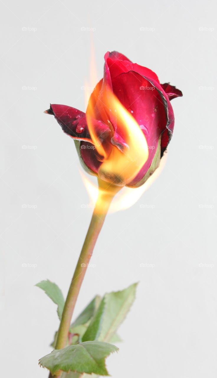 rose fire