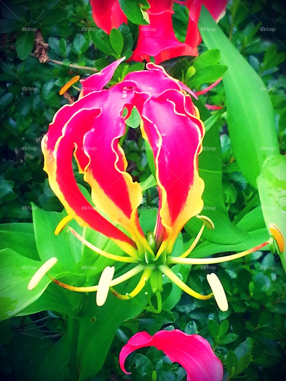gloriosa lily flower 