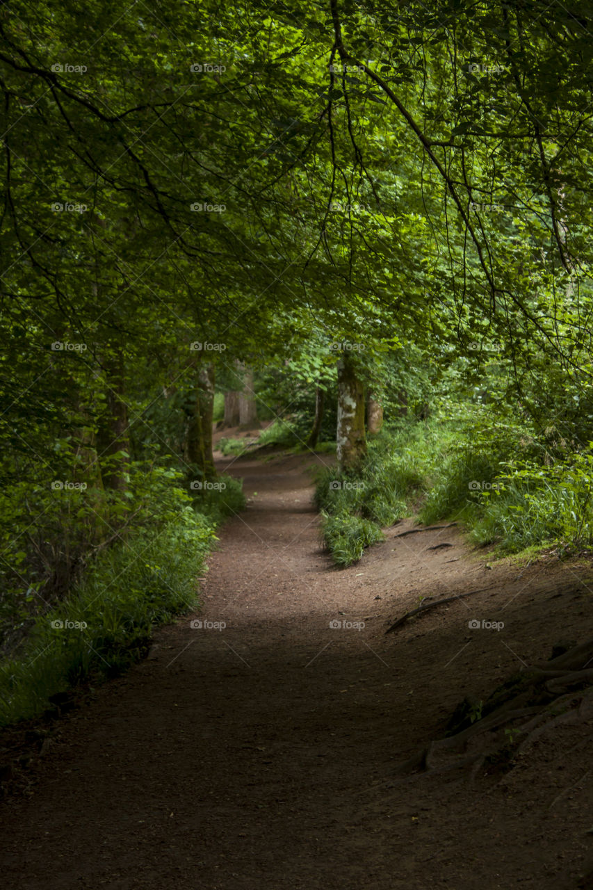 Through the Woods