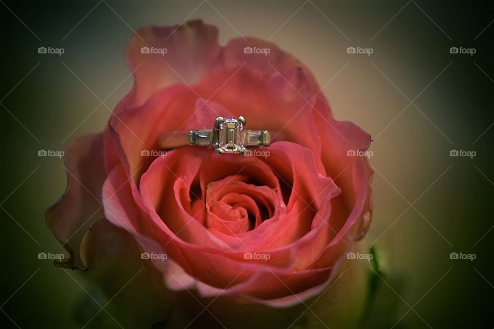 Wedding ring on rose