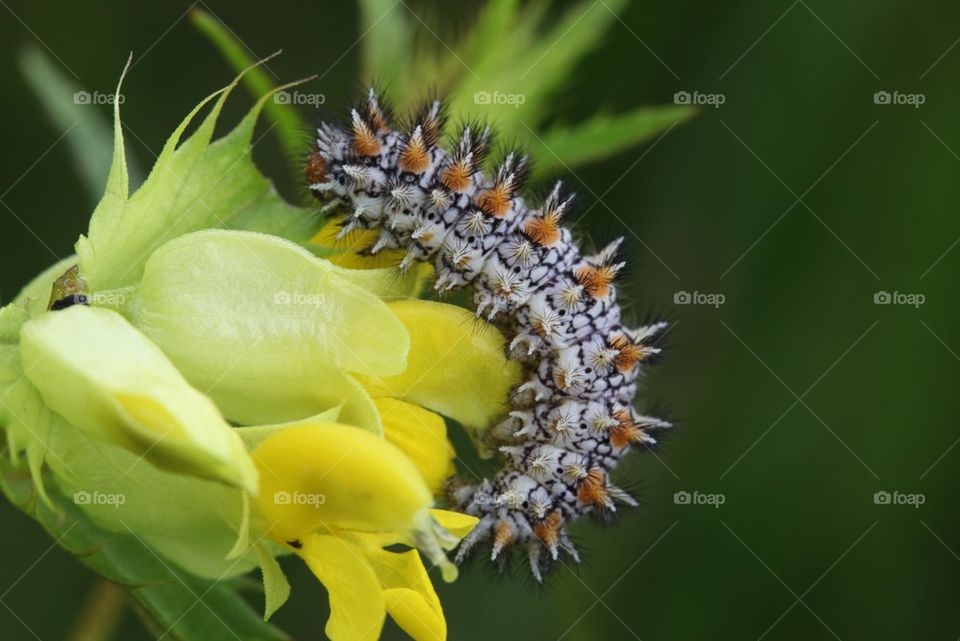 Caterpillar