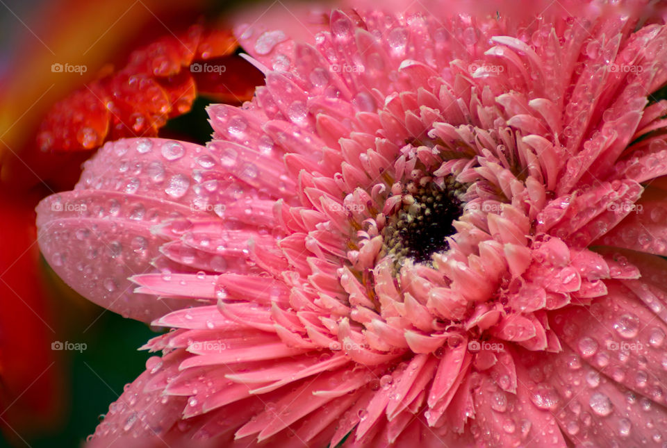 Beautiful pink colour flower with water droplet