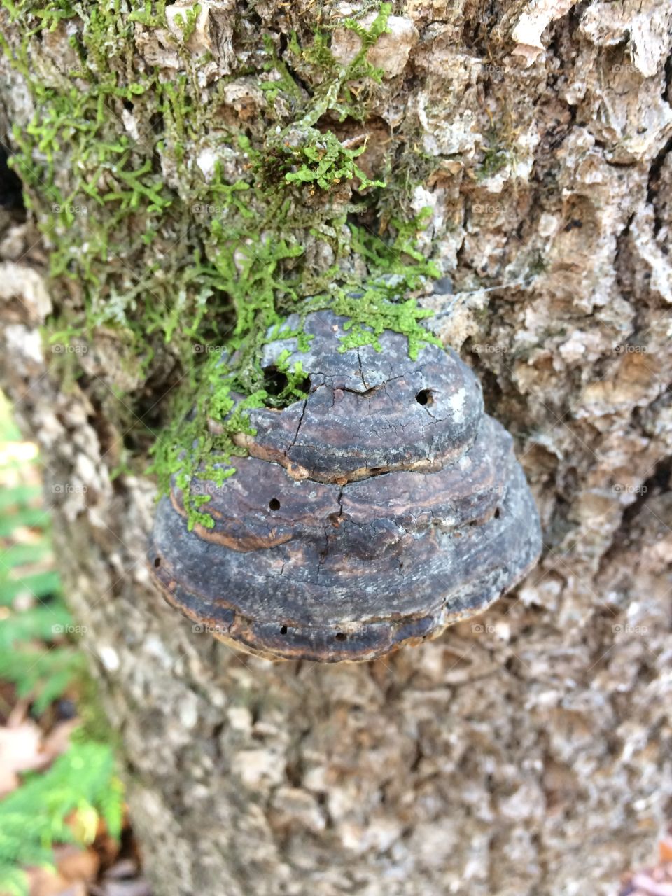 Mushroom on dying tree
