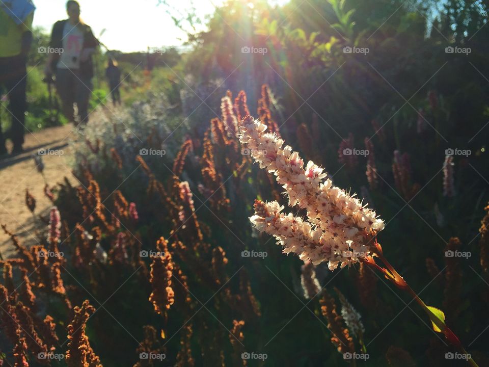 Pink flowering bush 