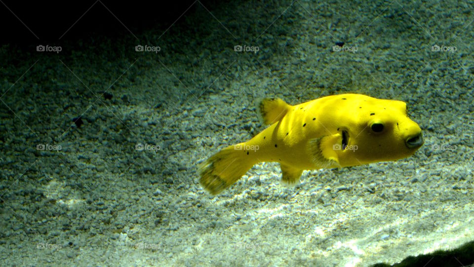Yellow box fish
