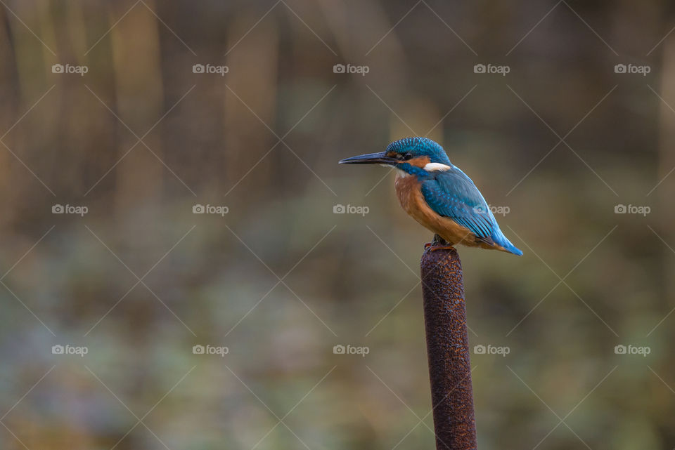 kingfisher