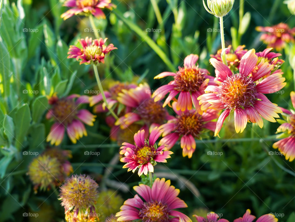 Portraits of plants 