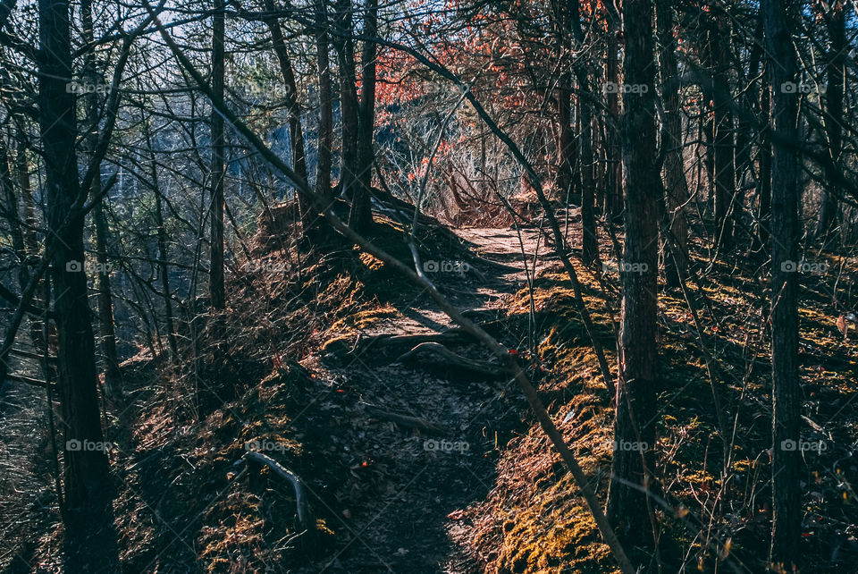 Trail in the forest 