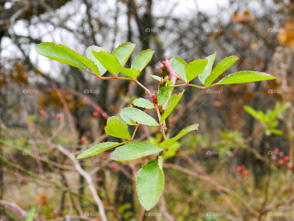fall berries