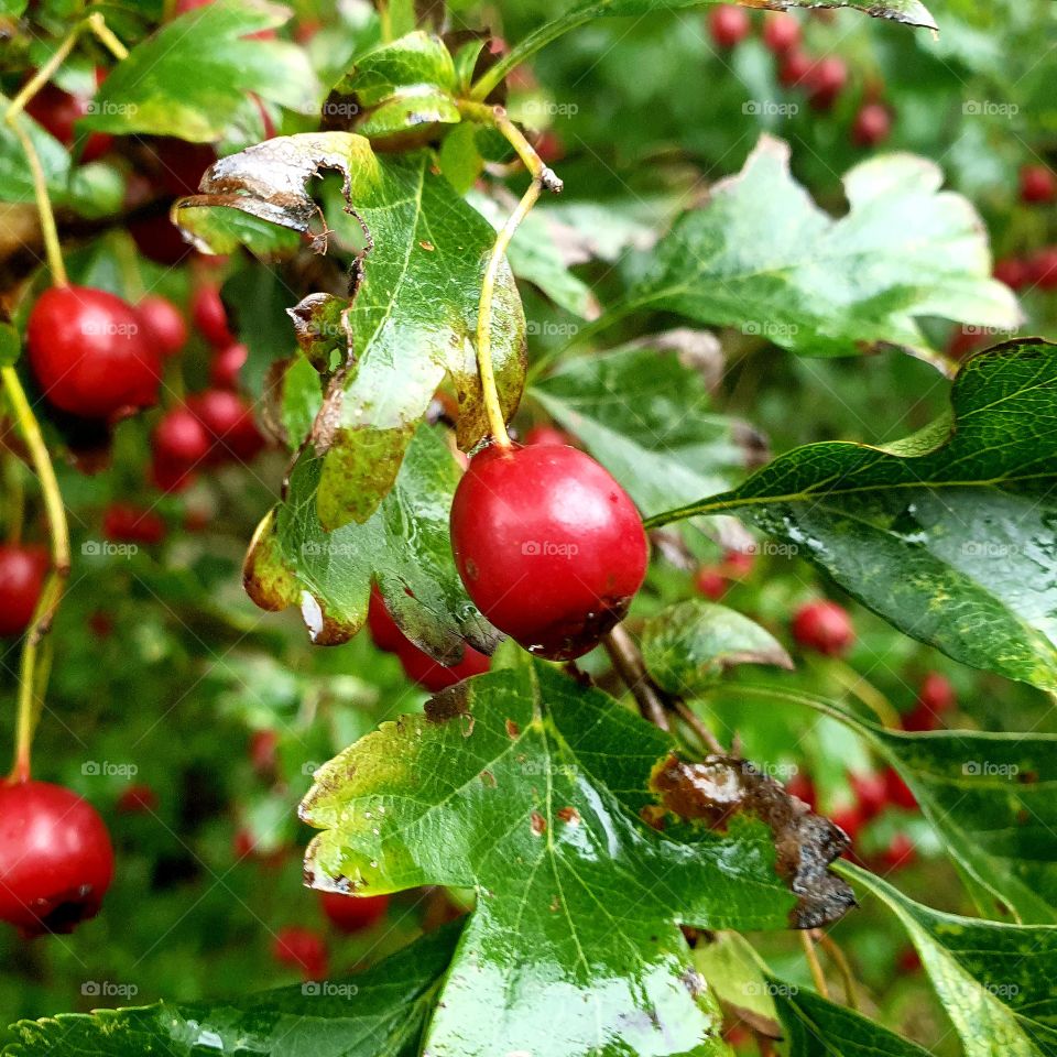 Red berries on a tree.