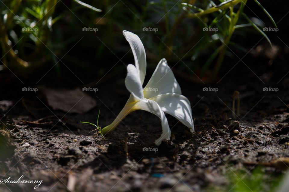 Flowers in the garden