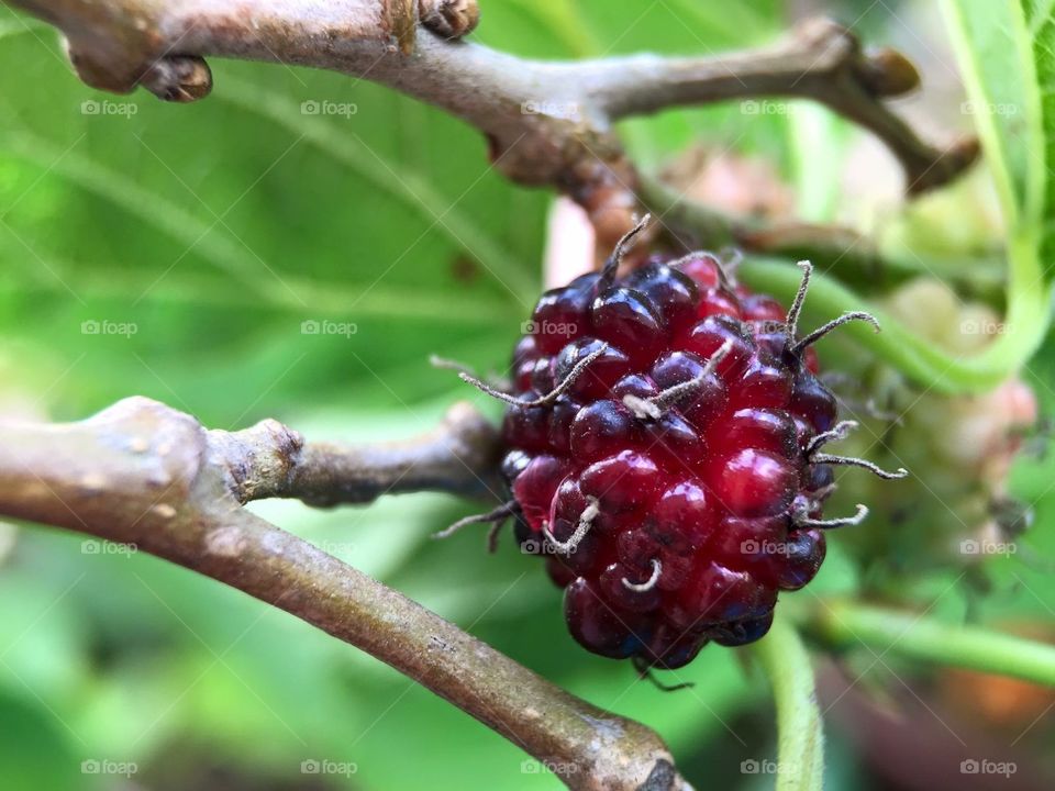 Close-up of a blackberry