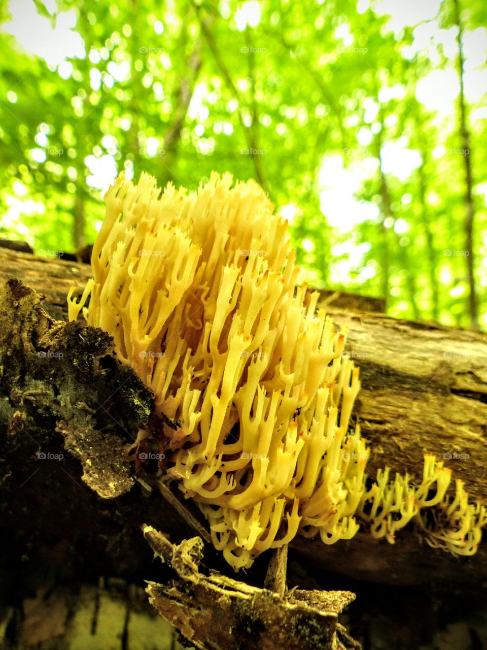 Artomyces mushroom