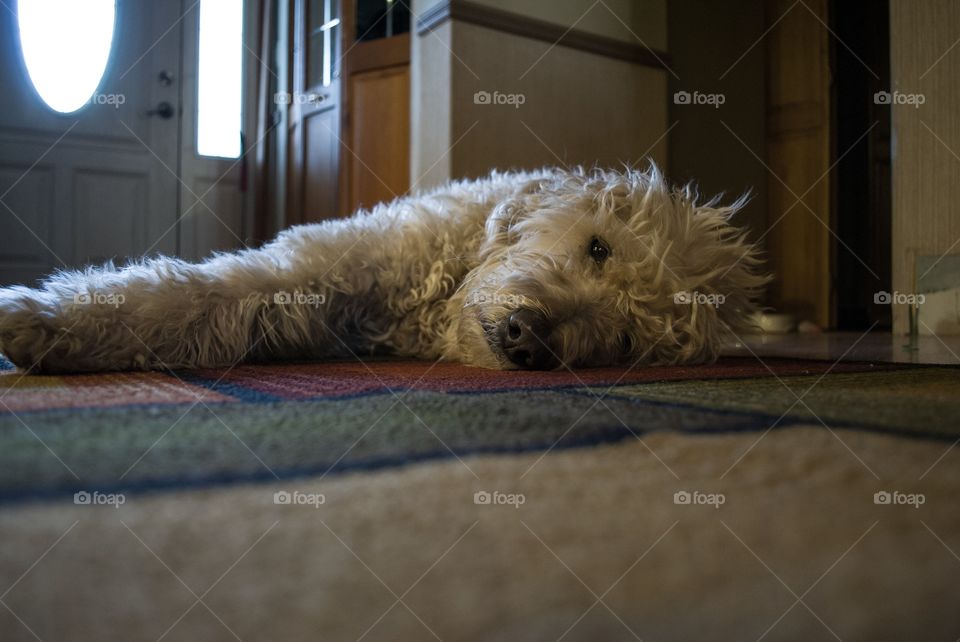 Dog, Portrait, Sleep, Mammal, Bed