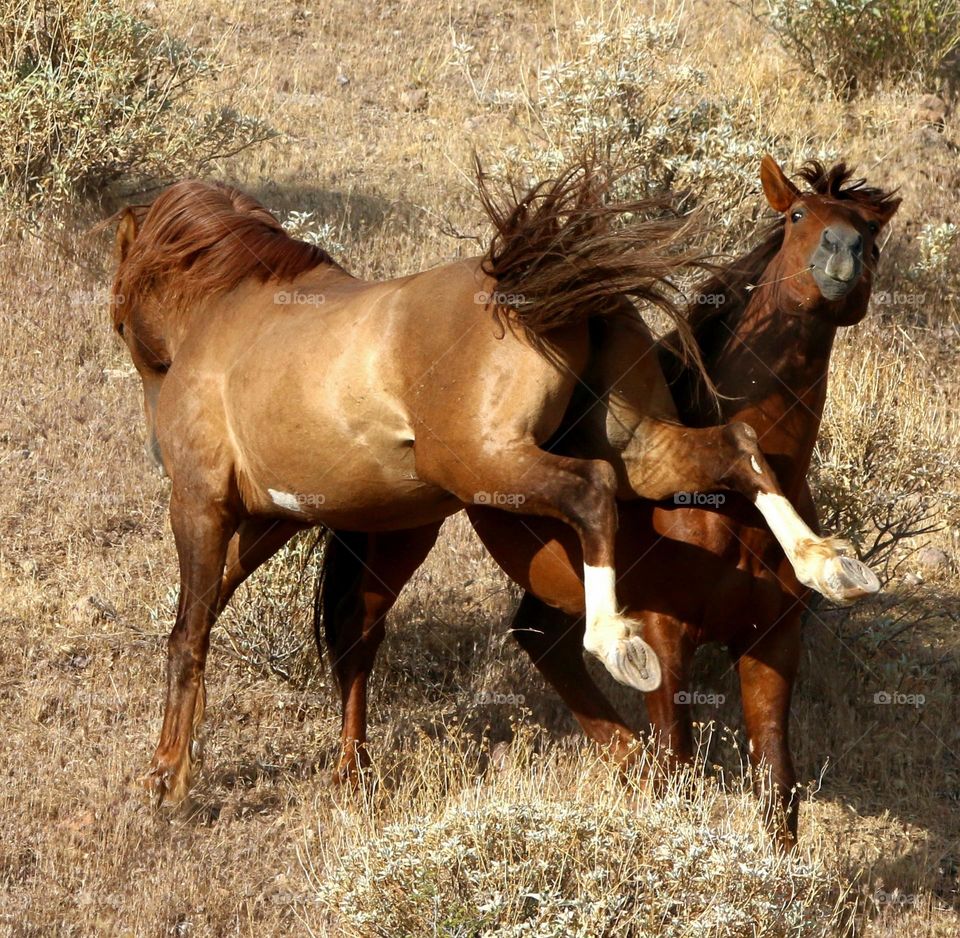 A Kick Between Wild Stallions
