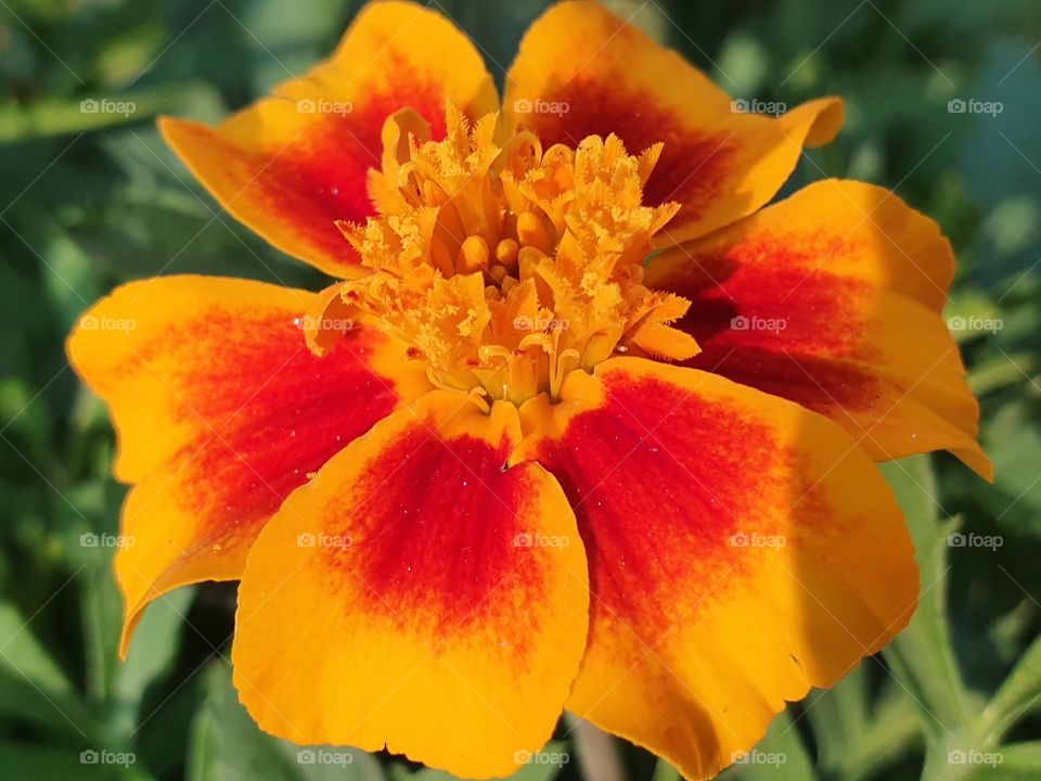 red and yellow flower closeup