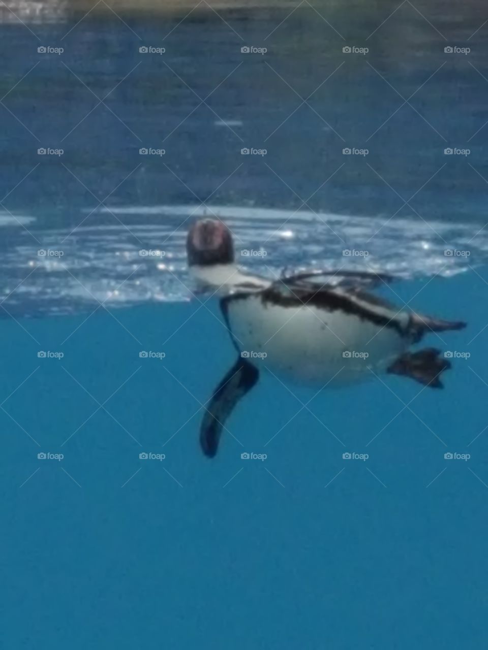 penguin swimming