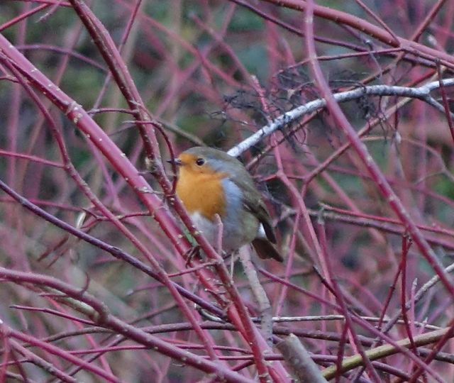 Robin